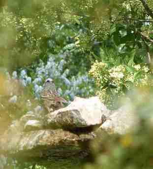 A bird bath in the native garden
