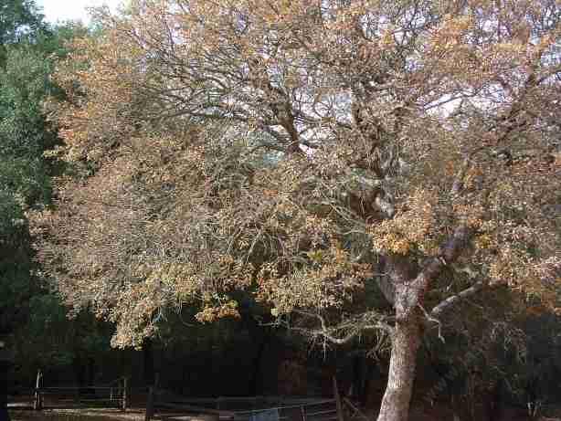 blue oak, Quercus  douglasii