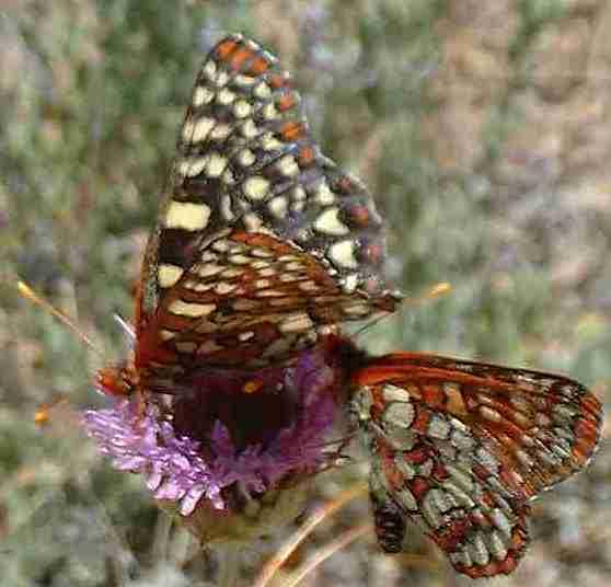 Two Checkerspots on a Monardella in a wildflower meadow.