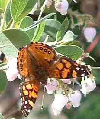 A California Western Lady butterfly on a manzanita