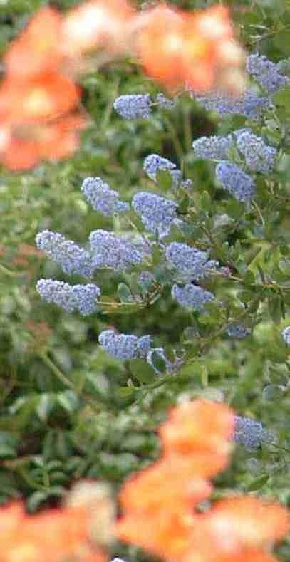 A contrast of Desert Mallow and California lilac is stunning in a garden.
