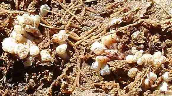 Nitrogen fixing bacteria are not a disease.