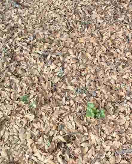 blue oak leaf litter, no weeds, healthy mycorrhiza