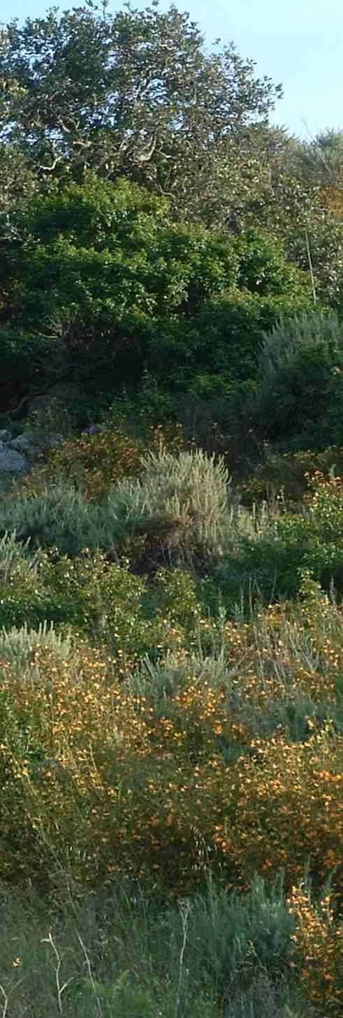 A hillside of native plants should look like this.