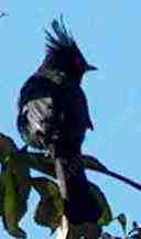 phainopepla in an elderberry