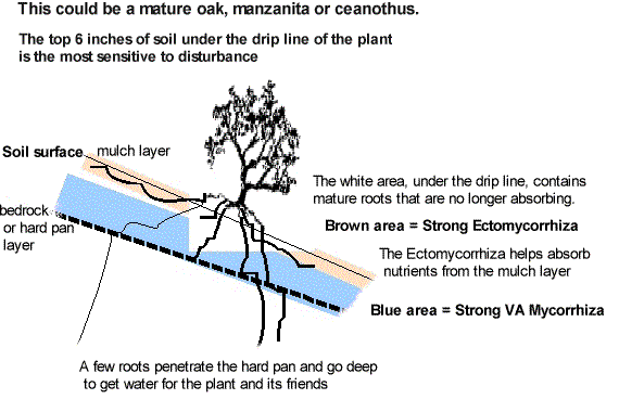 mycorrhiza on an oak, ceanothus or manzanita