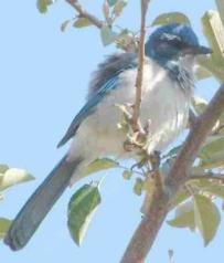 scrub jays eat everything