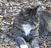 Bad Cat
