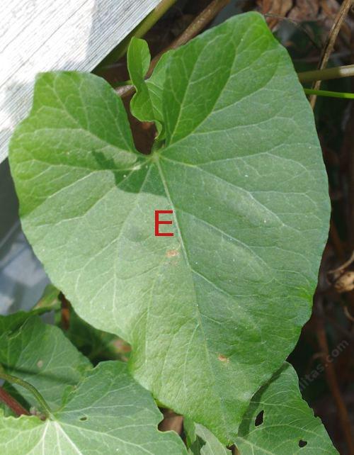 plant leaf e