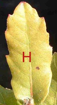 plant leaf H