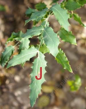 plant leaf j