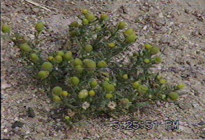 weeds. Pineapple weed(Matricaria