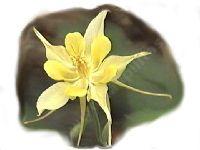 one of our simple flower pictures used on the native restoration page 