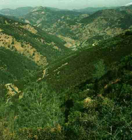 Here is a picture of the chaparral in the sierras. California brush.