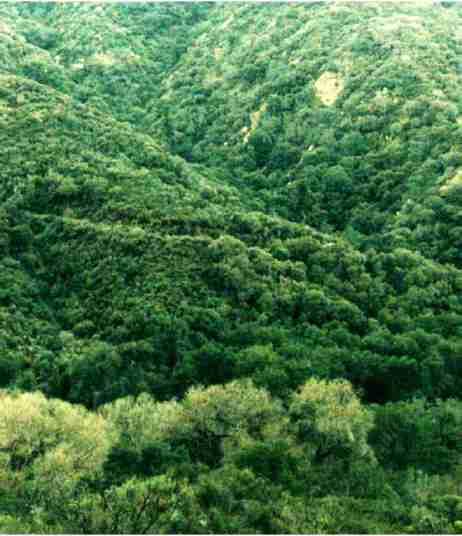Here is  apicture of California coastal chaparral brushland.