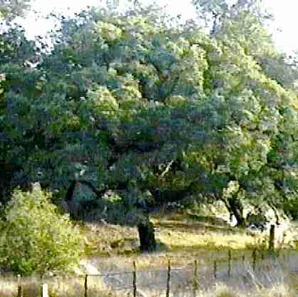 Engelman Oak is part of Southern californias Oak Woodland