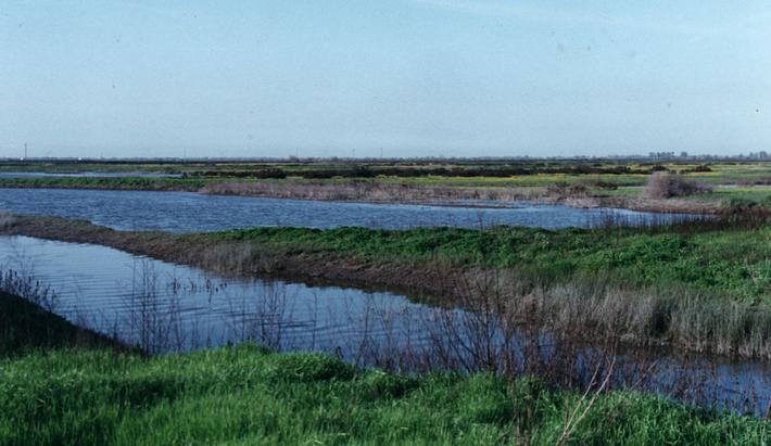 This was taken in the California Grassland Park South of Los Banos,in the San Jouquin Valley.