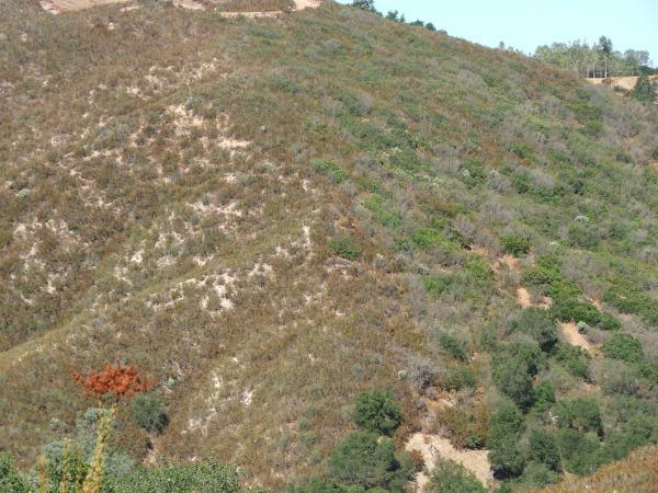 North facing slopes are a lot moister and can support Toyon (Heterromoles arbutifolia), Manzanita (Arctostaphylos spp.), Scrub oak (Quercus spp.), Pitcher sage (Lepechinia spp.), Climbing Penstemon (Kekiella cordifolia, K. antirrhinoides), and Poison oak (Toxicodendron diversilobum). The dry arid south facing slope is dominated by Chamise (Adenostoma spp.), Black sage (Salvia melifera), Yucca (Yucca spp.), Whooly blue curls (Trichostema lanatum) and Bush poppy, (Dendromecon rigida).