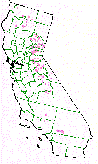 Cities in California that occur in the Ponderosa, Coulter, or Jeffery pine forest.