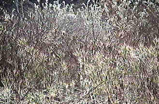 An old picture of this area before weed control.