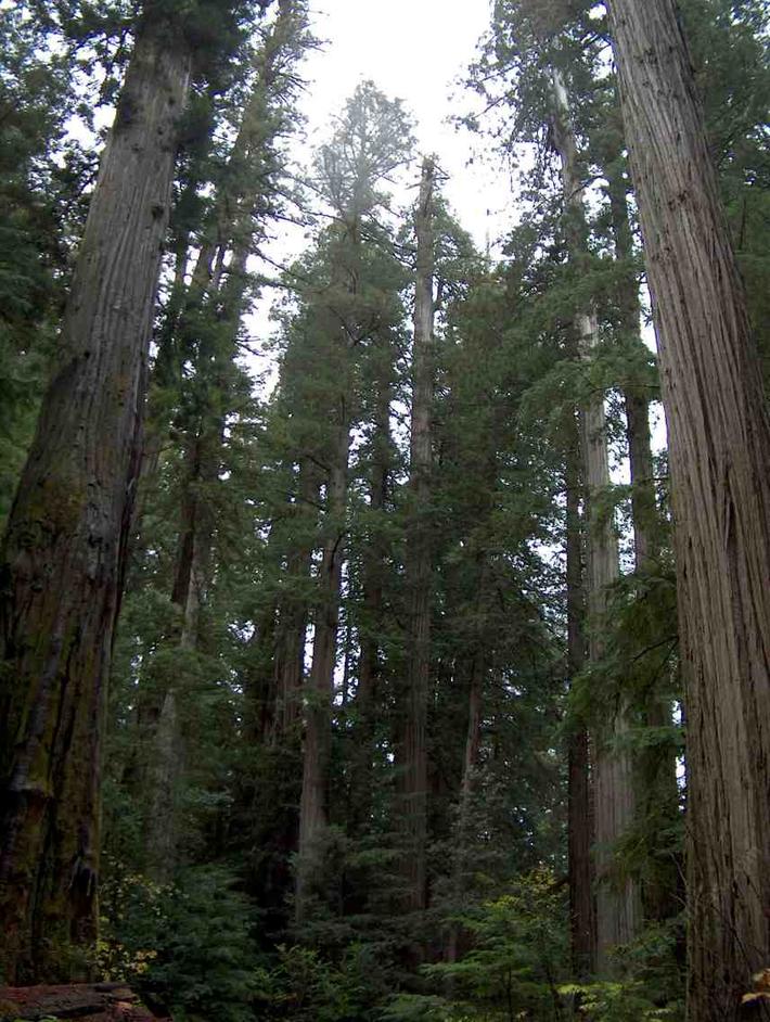 california's coastal  redwood forest