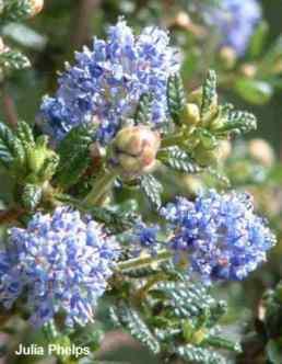 ceanothus julia phelps is ok for moderate deer problems