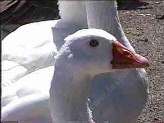 geese like to eat soft plants