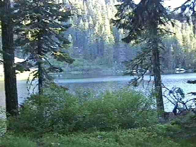Our forests look like Canada or  Europe.