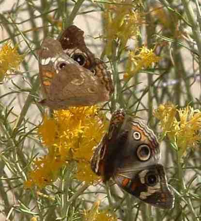 Rabbit brush is like a neon sign to lots of interesting insects. " Free Lunch?"