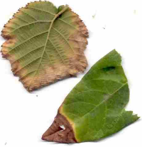 Salts show up on leaf margins.