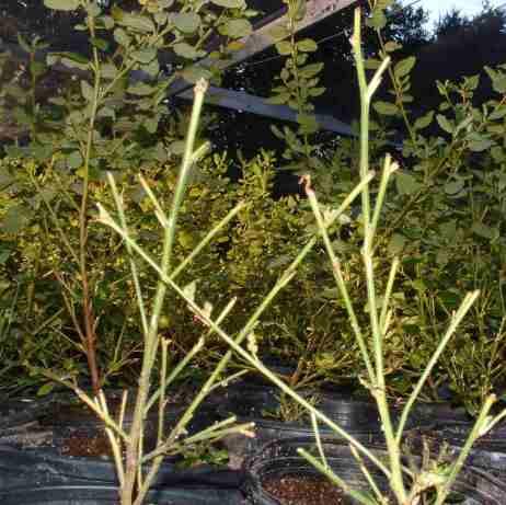 deer pruned ceanothus