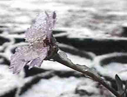 The flowers may be cold, but still be fine after the snow melts.
