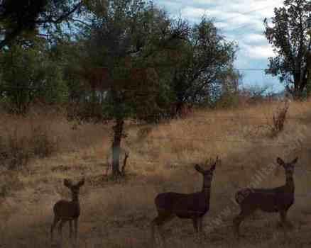 There are many plants that deer don't like and look good in California gardens