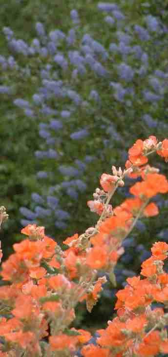 Desert Mallow works well with ceanothus in many locations.