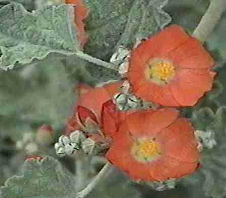 Native plants come in all shapes and colors. Desert mallow is orange!