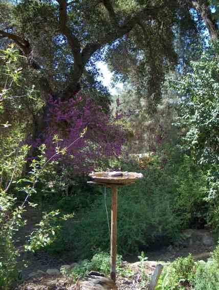 A bird bath is a great way to put riparian plants in an otherwise dry garden.