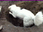 my dog digging in my garden