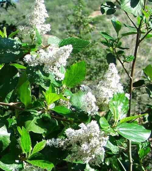 photograph of a Ceanothus arboreus with an ISO setting of 100 with a Fuji S5100