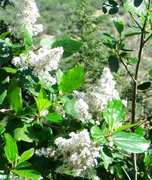 photograph of a Ceanothus arboreus with an ISO setting of 200 with a Fuji S5100