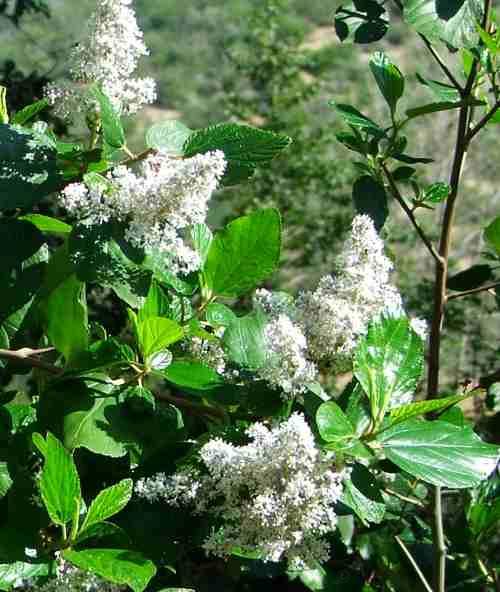 photograph of a Ceanothus arboreus with an ISO setting of 64 with a Fuji S5100
