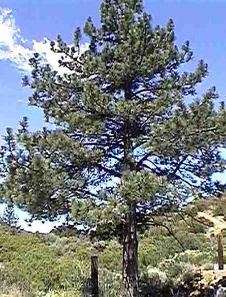 Most of the pine trees are stress tolerants and like long term companion plants.
