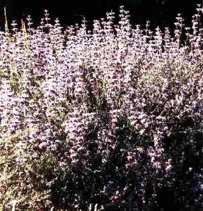 The native sages are also very drought tolerant plants.