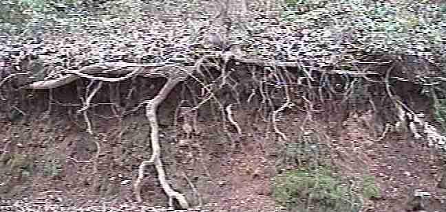 lets get to the root of the problem!