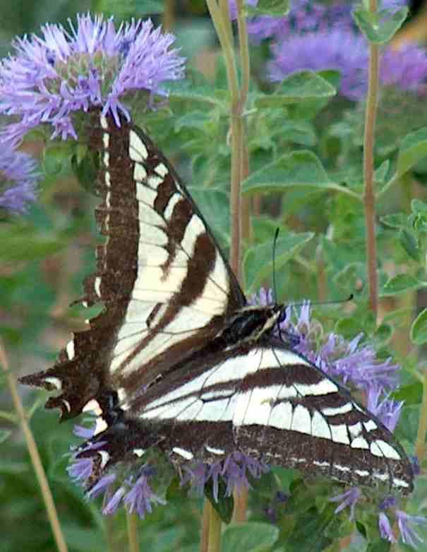 pale swallowtail on a Monardella