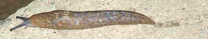 slugs eat soft plants in your garden