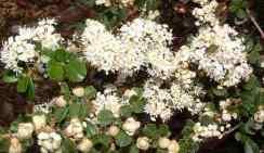 Snow ball Ceanothus is a good deer proof plant for your California garden