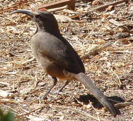the California Thrasher livse off the organisms in the mulch on your wildlife garden. (they also like berries)