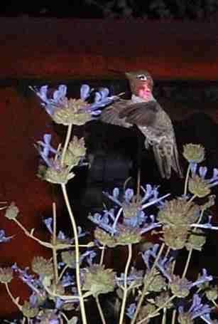 picture of a hummingbird on a sage