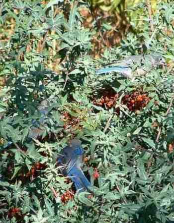 the western bluebird will come to your wildlife garden for mahonia nevenii