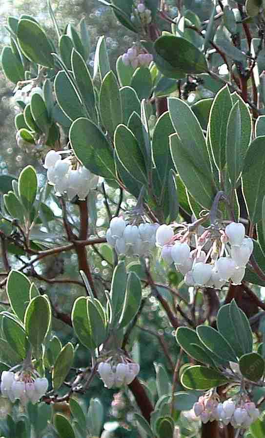 Arctostaphylos pungens, mexican manzanita, makes a good hedge.